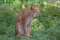 Luchs sitzend aufmerksam