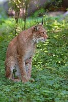 Luchs sitzend beobachtend