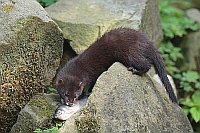 Europaeischer Nerz mit Fisch