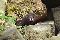 Europaeischer Nerz zw Steinen