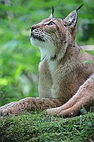 Luchs hochschauend