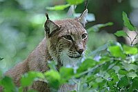 Luchs Kopfportrait