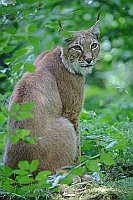 Luchs sitzend sich umdrehend