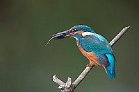 Eisvogel Fisch verschluckend