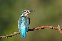 Eisvogel hochschauend