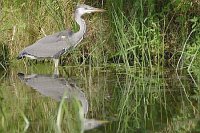Graureiher am Ufer Spiegelbild