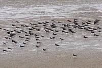 Austernfischer rastend