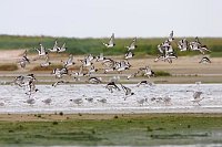 Austernfischer startend