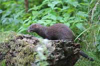 Europaeischer Nerz auf Totholz