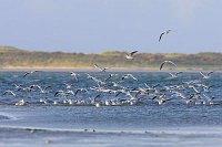 Lachmoewen Schwarm fischend