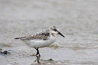 Sanderling am Spuelsaum