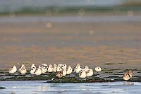 Sanderling Trupp ruhend