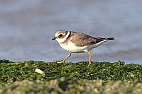 Seeregenpfeifer laufend