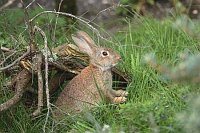 Wildkaninchen aufmerksam
