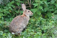 Wildkaninchen Seitenansicht