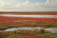 Queller Herbstfaerbung Blaenke