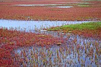 Queller roter Blaenken
