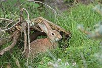 Wildkaninchen Gras aesend