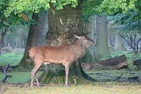 Rothirsch Herbstlaub