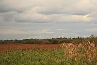 Meerbruch Schilf Wolken