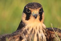 Baumfalke Kopfportrait v vorn