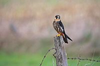 Baumfalke auf Weidepfahl