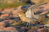 Goldregenpfeifer Fluegel geoef