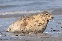 Kegelrobbe am Spuelsaum