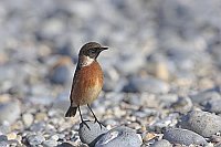 Schwarzkehlchen am Strand