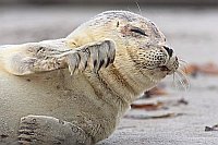 Seehund Portrait Seitenansicht