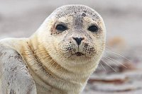 Seehund Portrait von vorn