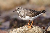 Steinwaelzer auf Stein stehend