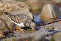 Steinwaelzer b Nahrungssuche