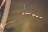 Heidelibelle im Tandemflug