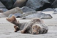 Kegelrobbe Maennchen Flosse