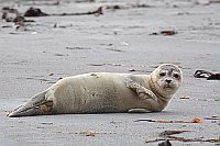 Seehund am Strand liegend