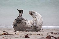 Seehund sich biegend