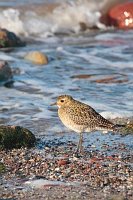 Goldregenpfeifer Brandung