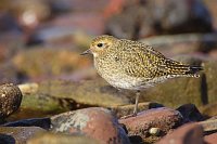 Goldregenpfeifer rastend Felsw