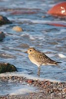 Goldregenpfeifer Spuelsaum