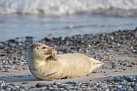 Seehund sichernd am Kiesstrand