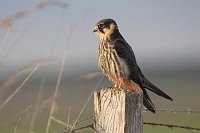 Baumfalke aufrechte Haltung