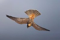 Baumfalke im Jagdflug