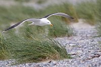 Heringsmoewe ueber Kiesstrand