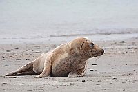 Kegelrobbe Weibchen Strand