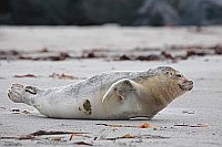 Seehund junger Flosse hebend