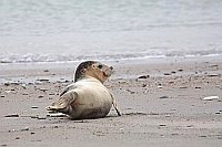 Seehund Junges am Strand