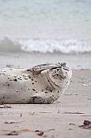 Seehund Kopf haltend