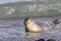 Kegelrobbe in der Brandung