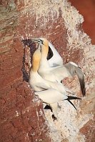 Basstoelpel Paar in Felswand